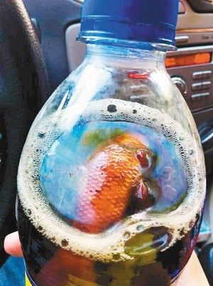 可樂(lè)里喝出死金魚(yú)